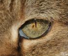 Kedi gözü